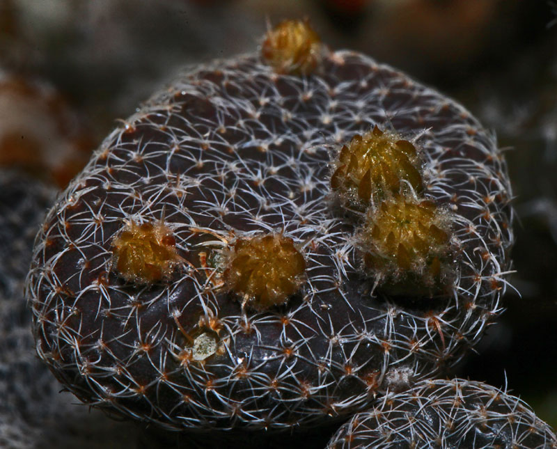 Puna clavarioides